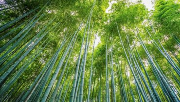 Nakshatra Trees (Bamboo)